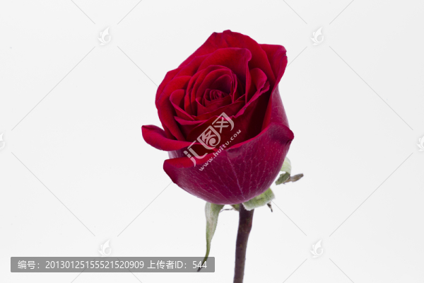 玫瑰