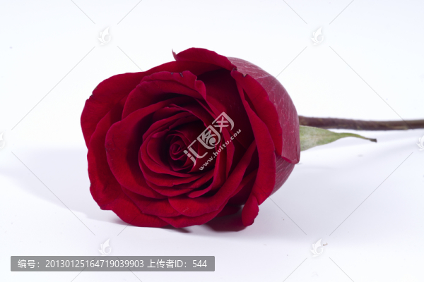 玫瑰