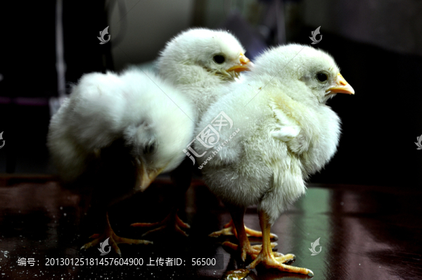 小雞