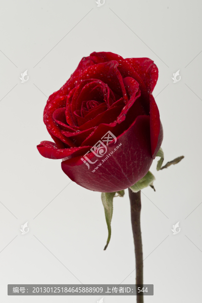 玫瑰-匯圖網(wǎng) www.fosd68.com 玫瑰