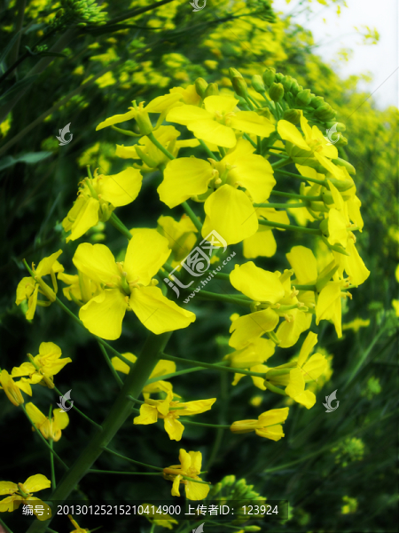 油菜花開