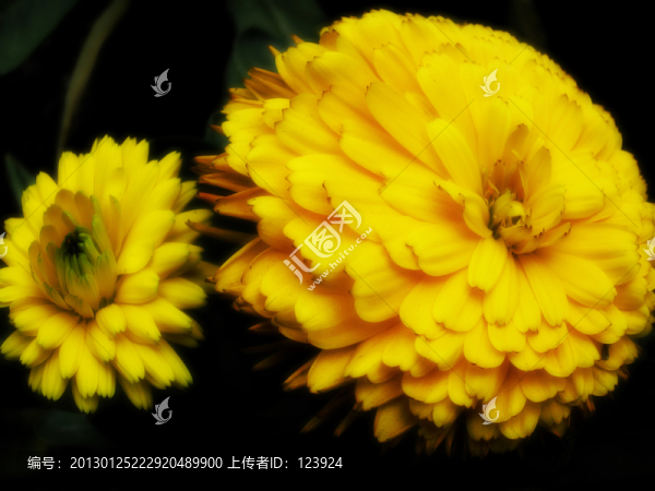 菊花綻放