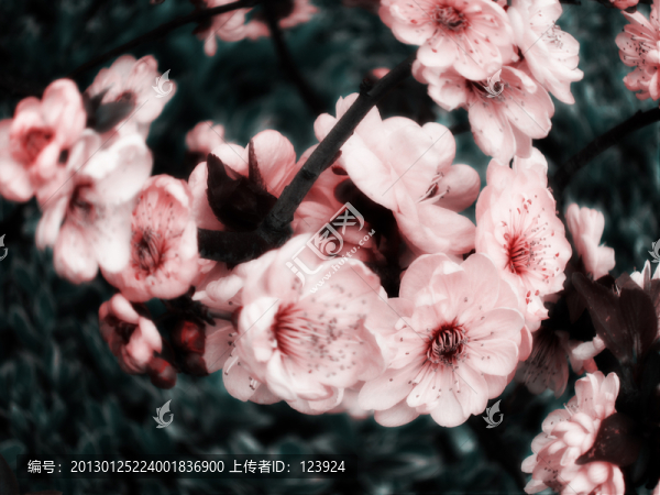 花開彌漫