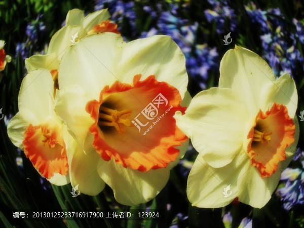 花開(kāi)正盛