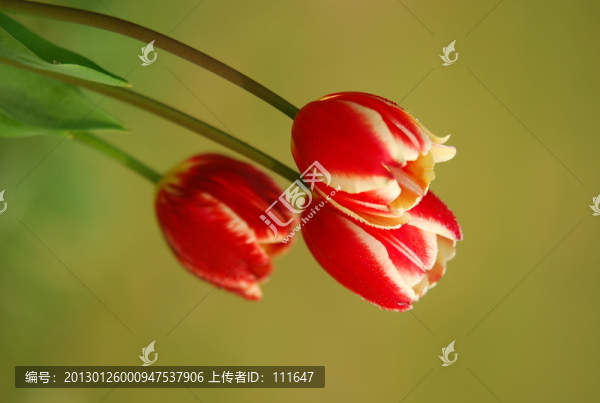 郁金香