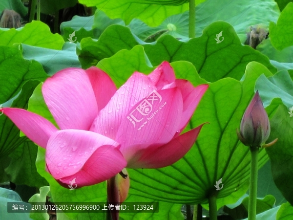 荷花荷韻