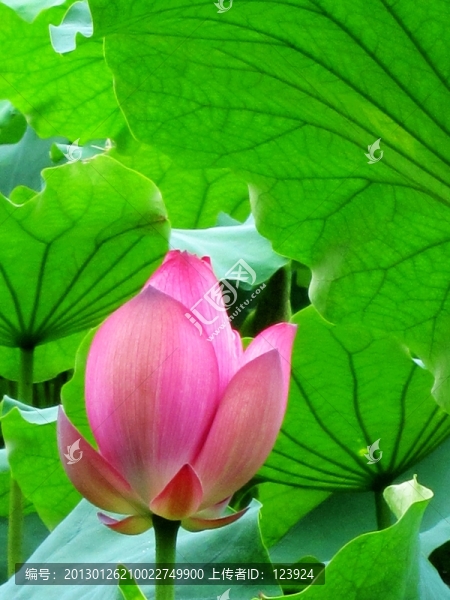 荷花唯美