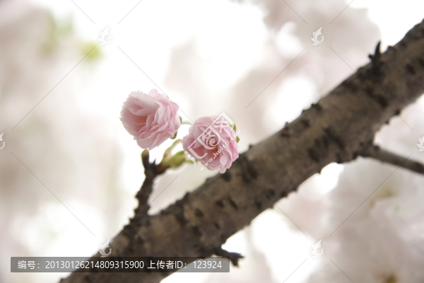 櫻花爛漫