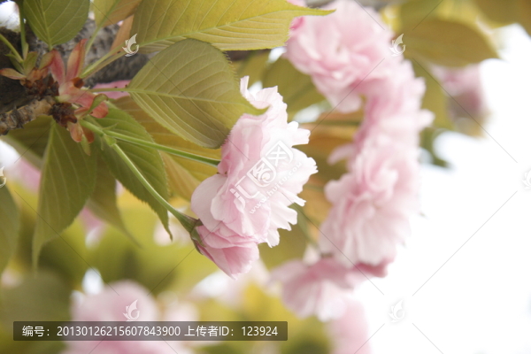 唯美櫻花