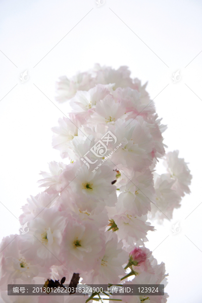 櫻花唯美