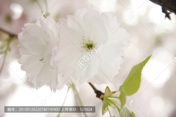 櫻花唯美