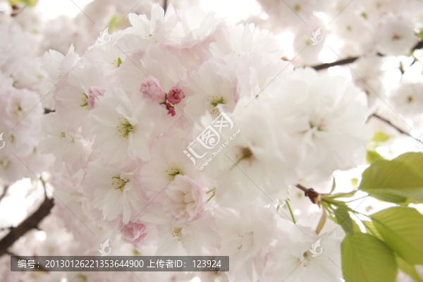 櫻花唯美