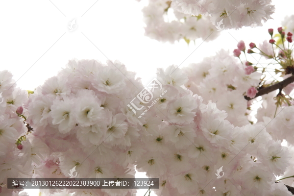 櫻花簇?fù)? title=