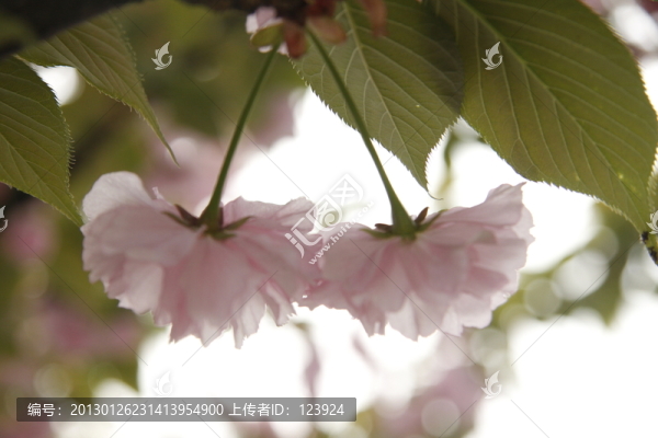 櫻花開枝頭