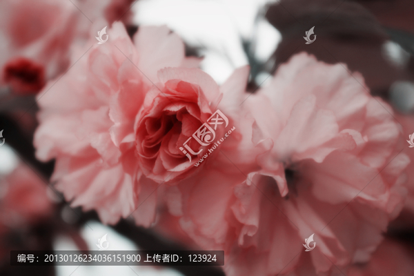 粉色櫻花