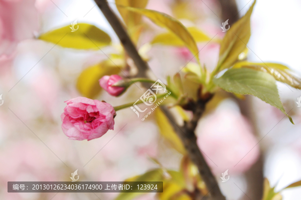 櫻花唯美