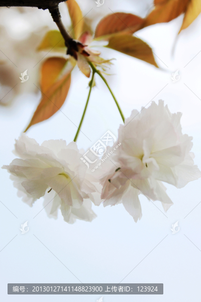 櫻花浪漫