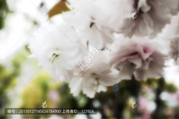 枝頭櫻花