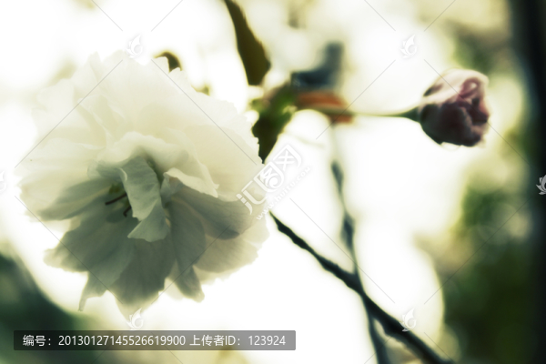 美麗櫻花