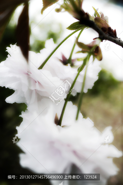 唯美櫻花