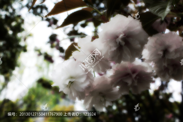 櫻花爛漫