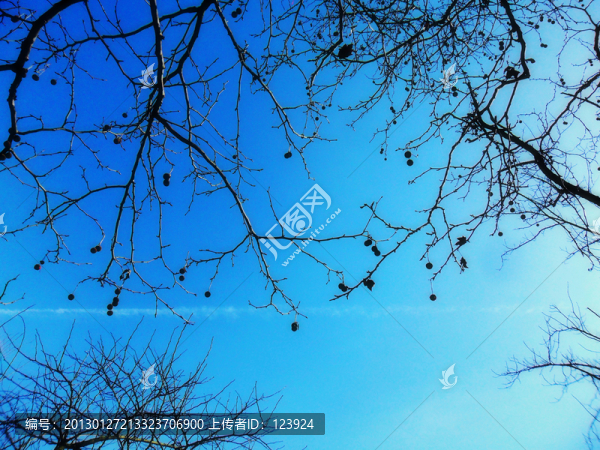 樹的天空