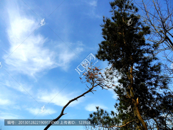 樹(shù)的天空