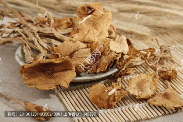 茶樹菇