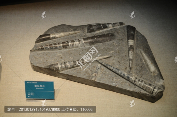 震旦角石