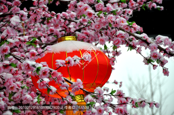 臘梅迎春