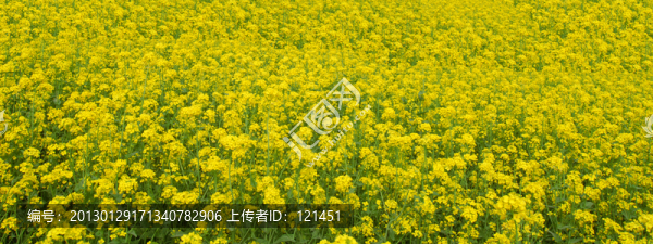 油菜花,鮮花
