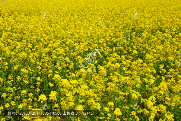 油菜花,鮮花