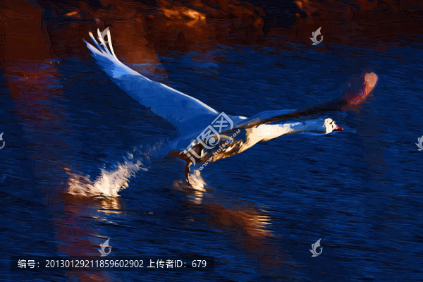 天鵝