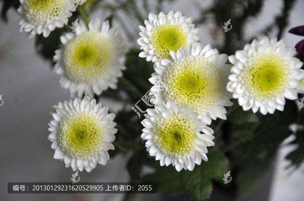 鮮花,菊花