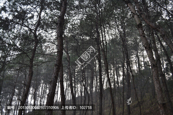 松柏