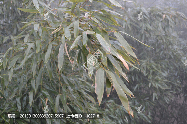 竹葉