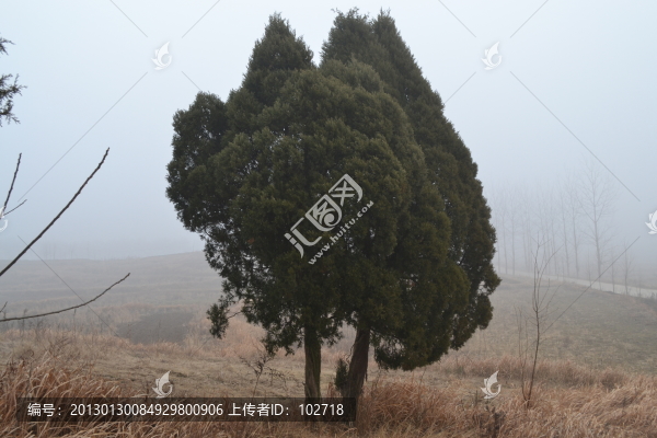 松柏樹