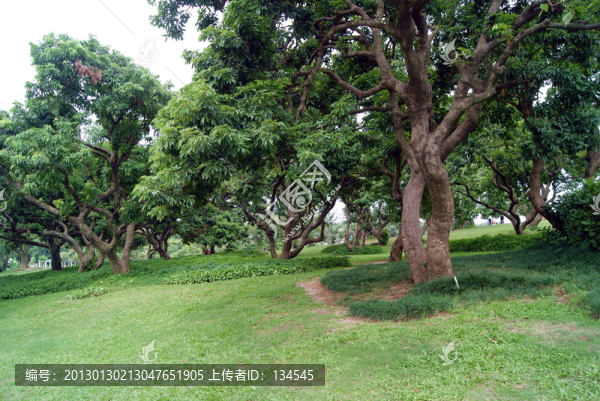 草坪和樹木