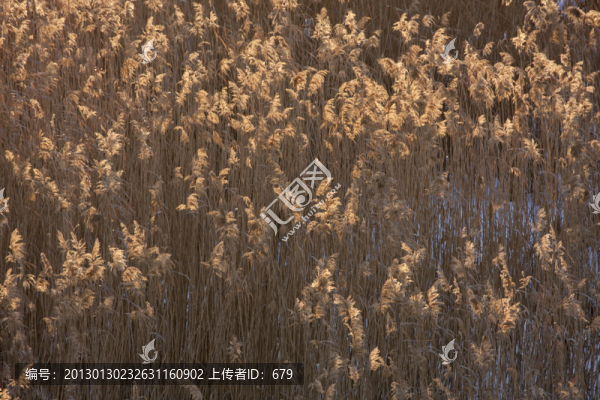干枯的蘆葦