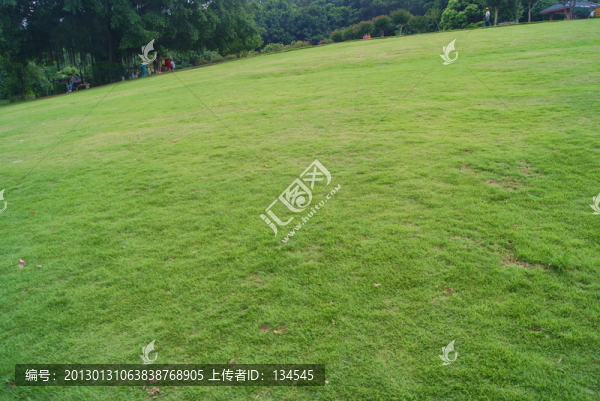 草坪