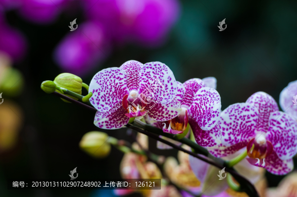 蝴蝶蘭