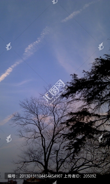樹木天空