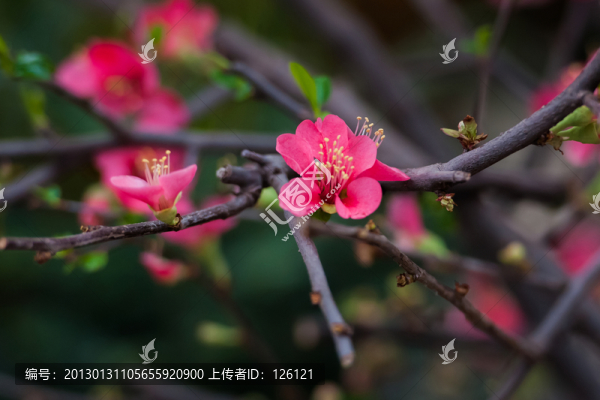海棠花