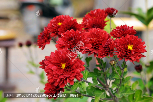 雛菊