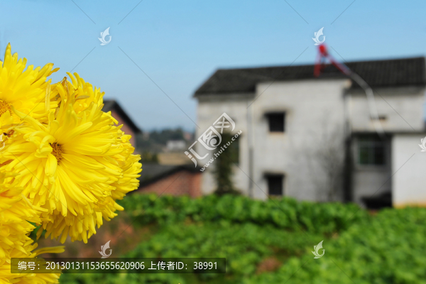 菊花背景