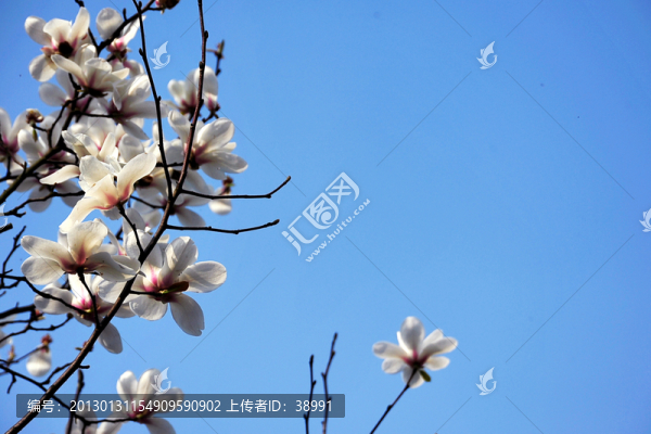 玉蘭花背景素材