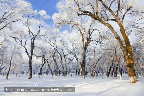 樹林