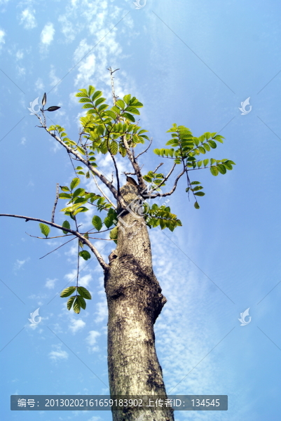 一棵樹的特寫