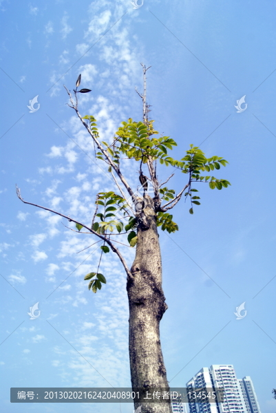 一棵樹的特寫