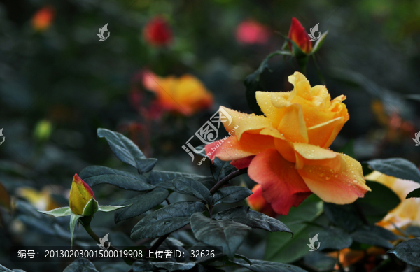 月季花